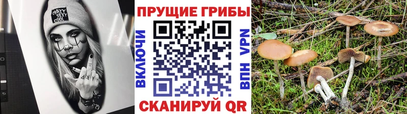 Купить закладки  Орск  Галлюциногенные грибы Psilocybe 